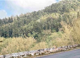 阿里山轎篙竹逾90％枯化「無藥醫」面積逾5000公頃 地方要政府出手