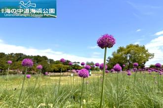 超夢幻紫球花點綴大草原！福岡近郊海之中道海濱公園的繡球蔥花正美