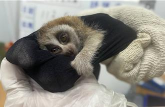 恶劣！迷昏濒临绝种动物胶带缠身上入台   走私集团6成员落网