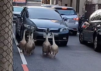 燒鵝店偷跑？彰化8隻鵝「集體逛大街」 呆萌畫面曝光
