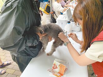 白鼻心、鼬獾 施打狂犬病疫苗