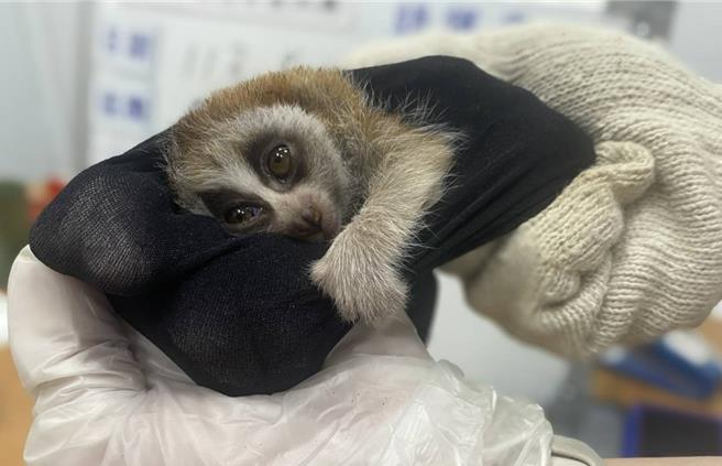 懶猴。（保七四大隊提供）