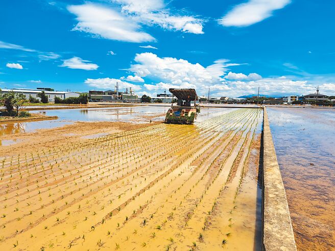 台肥科技新肥，让追肥作业更加方便省时。图／台肥提供