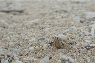 蟹蟹換屋所！吃剩的鳳螺殼不要丟 助寄居蟹換新家