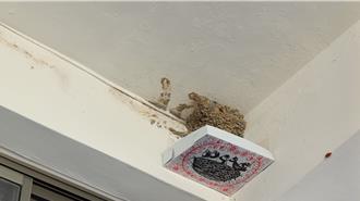 嘉縣「燕你好好板」防鳥糞成效佳 打造燕子友善築巢環境