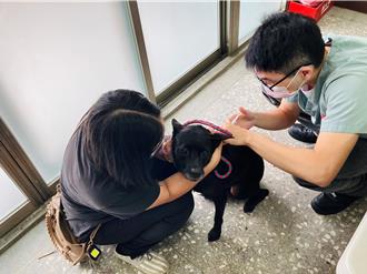 北市毛孩狂犬病預防注射6／19開跑 未定期補強恐挨罰15萬