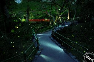 東京三大賞螢勝地 車站輕鬆抵達 體驗日式夏日風情