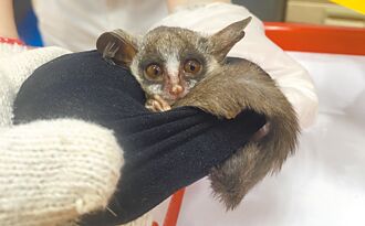 驚！迷昏保育動物 綁身上走私