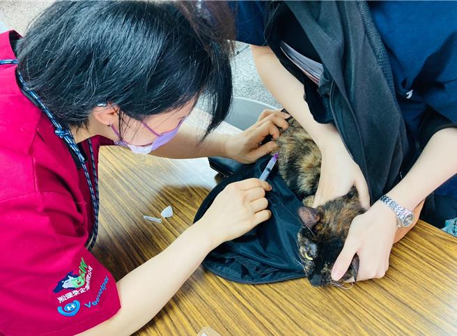 北市动保处与里办公处合作举办「山区邻里家犬猫狂犬病预防注射巡迴活动」。（北市动保处提供／张珈瑄台北传真）