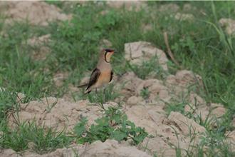 保育類燕鴴現蹤雲林古坑台糖農場 暫緩翻耕搶救數十鳥蛋