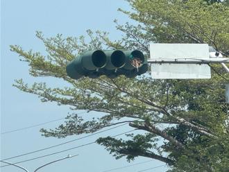 號誌驚見鳥巢 國中生發想「移巢護蛋」獲全國科技教育賽銀牌