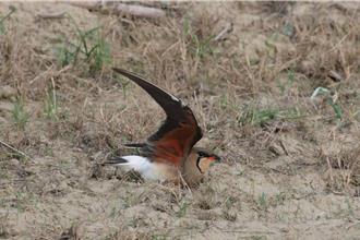 保护燕鸻栖地 古坑产业园区画0.51公顷保育区兼顾生态