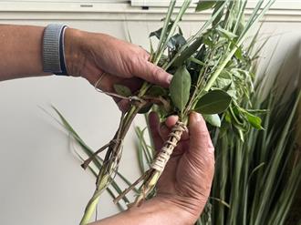 台中里長凌晨3點親採構樹皮 親手綁艾草送里民