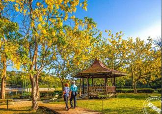 台南虎頭埤阿勃勒花季超展開 超慢跑、泳渡雙重活動等你來！