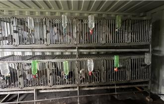 動保處查獲大溪非法繁殖場 狗狗聲帶慘遭切除逼繁殖