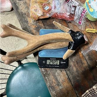 貪圖暴利！屏東「3原1漢」組團獵殺梅花鹿　遭檢方起訴 