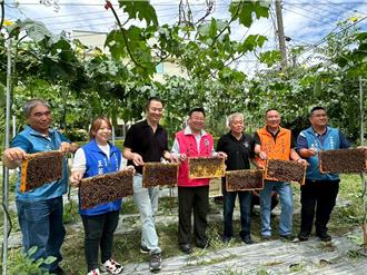 日月潭放養50萬隻小蜜蜂授粉 助絲瓜產量提升2至3成