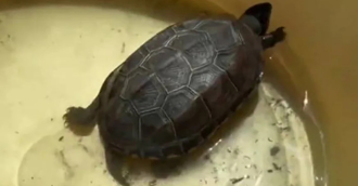 乌龟呛到水往生...饲主心碎埋花盆 2个月后挖开一看「睁眼復活了」