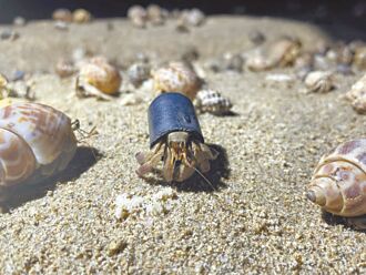 墾丁萬里桐募殼 助寄居蟹換屋