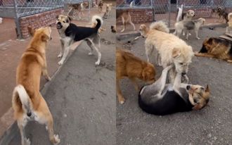 統治狗群影片爆紅！ 大陸狗王「下司犬」被認證的世界級獵犬