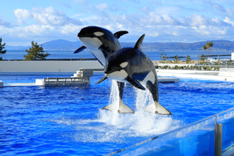 星宇、長榮直飛神戶！從房間賞海豚 免費暢遊水族館