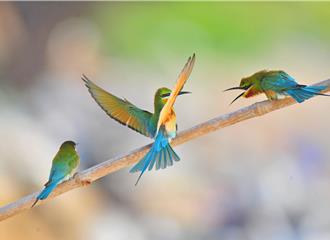 金门「夏日精灵」栗喉蜂虎报到 慈湖三角堡赏鸟解说开跑