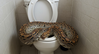 蹲馬桶突下體疼痛「大出血」 竟遭3米巨蟒狠咬小雞雞 