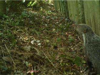 從果園到野生動物天堂 苗栗三義人工林變身生物多樣性樂園