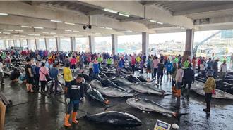 黑鮪魚大豐收價崩跌 漁業署公告6月5日禁止捕撈