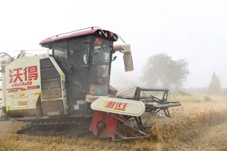 陸三夏麥收進度已過三成  弱筋小麥如何變得強起來？