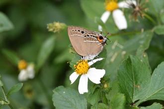 端午連假何處去？八仙山國家森林遊樂區賞蝶、體驗竹藝手作趣