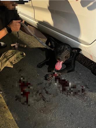 警接獲報案發生車禍 趕抵現場發現傷者是「牠」火速送醫