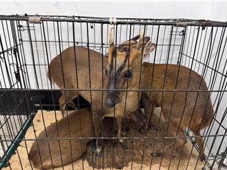 埋伏追緝「梅花鹿殺手」　恆春警破獲非法盜獵山羌