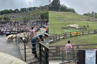 清境農場端午連假單日估破4200人 青青草原熱鬧滾滾