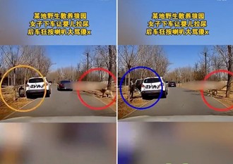 車遊野生狼園竟抱小孩下車尿尿 後車狂按喇叭大喊「狼來了」