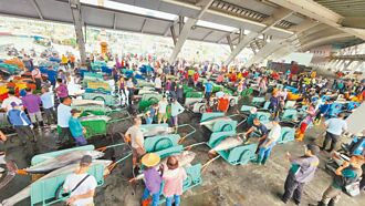 屏東黑鮪爆量6月5日禁捕 漁民盼減標籤以量制價