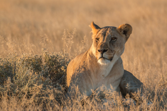 捐助沙漠獅慈善家 露營如廁慘遭母獅奪命 