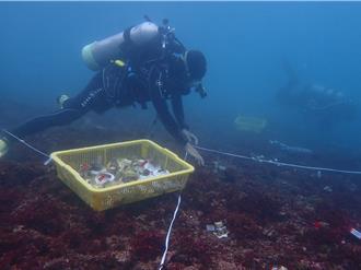 守護珊瑚礁！新北珊瑚移植工作坊志工招募開跑