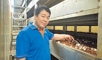 台中 科技魂種洋菇 沈元立打造高效農場