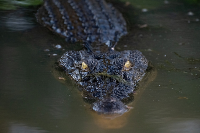 印尼一名孕婦遭鱷魚攻擊喪命，震驚當地。（示意圖：shutterstock／達志）