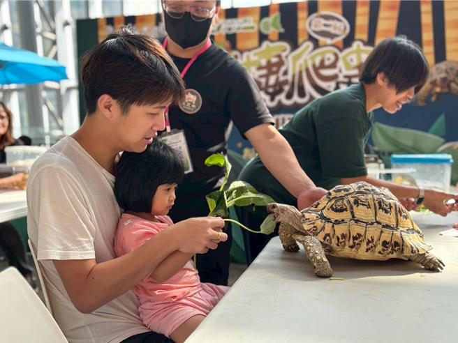 端午連假氣溫飆高，民眾到百貨公司吹冷氣過節；板橋大遠百兩棲爬蟲小教室在端午連假開課，親子和超可愛的兩棲爬蟲動物近距離互動，餵食爬蟲寶寶們。(遠百提供／洪凱音台北傳真)