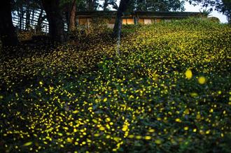 新北「賞螢勝地」平溪紫東社區環境改善完工 打造友善綠色空間