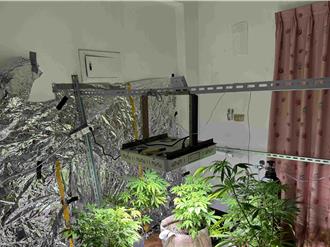 从泰国走私大麻种子！男私学栽培贩卖 遭嘉义地检署起诉