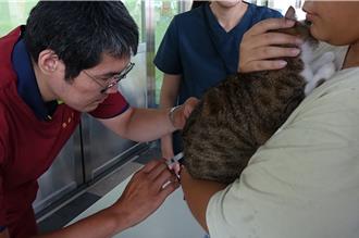 家貓施打狂犬病疫苗規範放寬 屏獸醫反對：恐成防疫破口