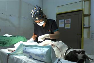 台湾兽医拚外交！兴大前进帛琉推动流浪动物绝育