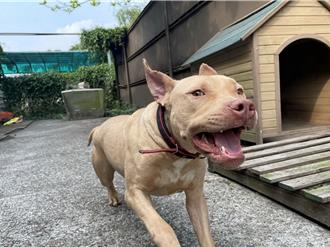 屏東比特犬列管全台第2 議員批罰款不足缺防範措施