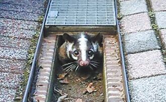 浪犬撕咬 中研院白鼻心枉死