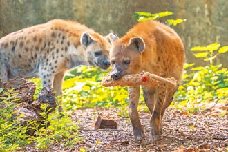 遊客越柵欄騷擾動物 無法可罰