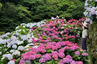 初夏最美花海 竹子湖绣球花季浪漫登场