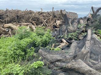 濫砍桃園航空600顆珍貴樹木惹議   包商駁斥下游廠商指控